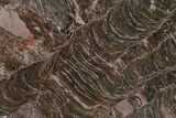 Polished Stromatolite (Inzeria) Slab - Million Years #130616-1